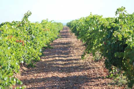 Tecnovino Bodegas Felix Sanz vinedo