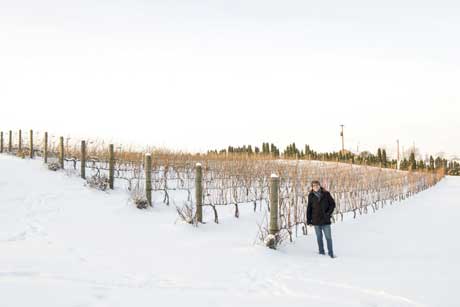 Tecnovino Bodegas Valdemar vinedo Estados Unidos 2