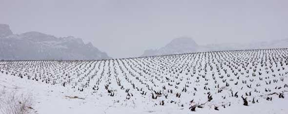 Tecnovino Ruta del Vino de Rioja Alta vinedo invierno