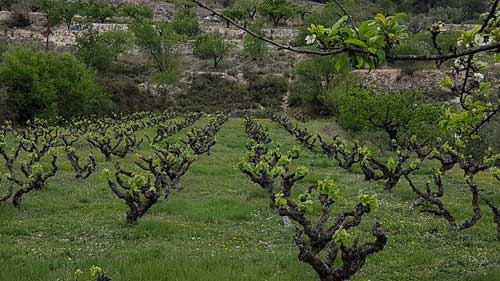 Tecnovino Durango Ardo Saltsan Celler La Muntanya