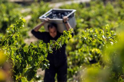 Tecnovino cosecha de Rioja