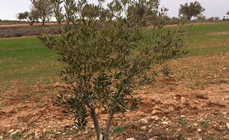 Tecnovino olivo infectado xylella fastidiosa en Madrid 328x200
