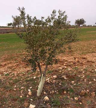 Tecnovino olivo infectado xylella fastidiosa en Madrid