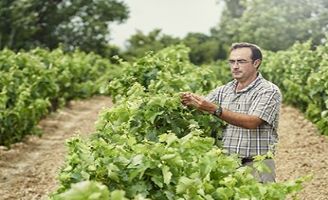 Tecnovino viticultura ecologica