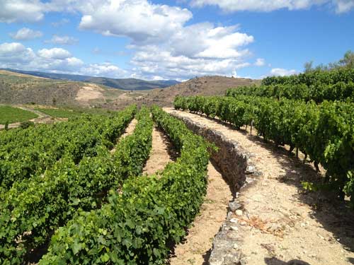 Tecnovino DO Valdeorras Rafael Palacios vina