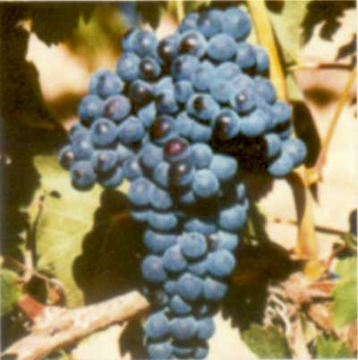 Tecnovino DO Valdeorras tempranillo