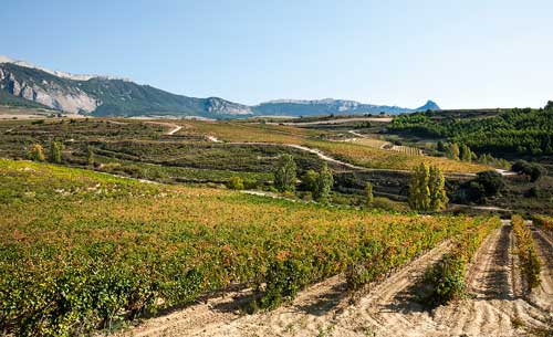 Tecnovino Finca La Renana Bodegas Luis Alegre