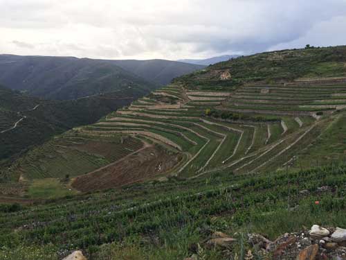 Tecnovino Valdeorras vinedos en terrazas