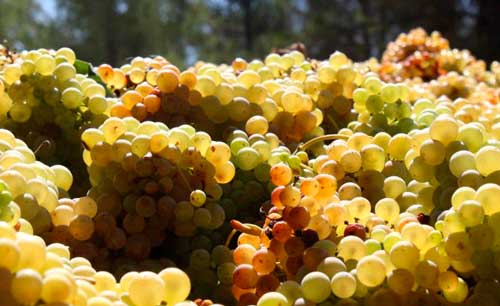 Tecnovino La Vendimia del Cava Verema del Cava Agusti Torello Mata