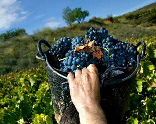 Tecnovino La Vendimia del Cava Verema del Cava Covides