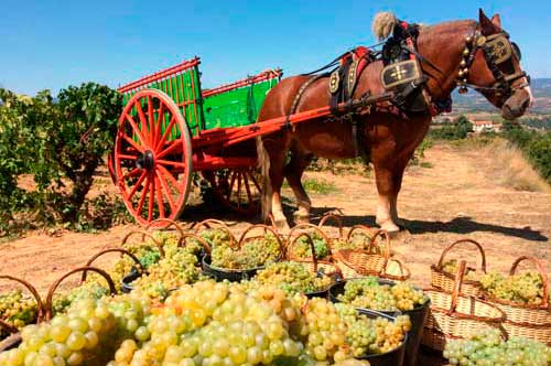 Tecnovino La Vendimia del Cava Verema del Cava Llopart