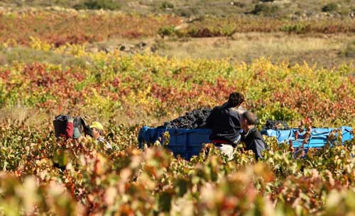 Tecnovino Ruta del Vino de Rioja Alavesa 1