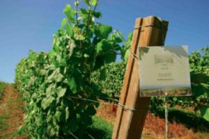 Tecnovino Spain Trough its Wineries