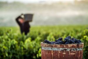 Tecnovino vendimia en la DOCa Rioja