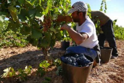 Tecnovino Ribera del Duero