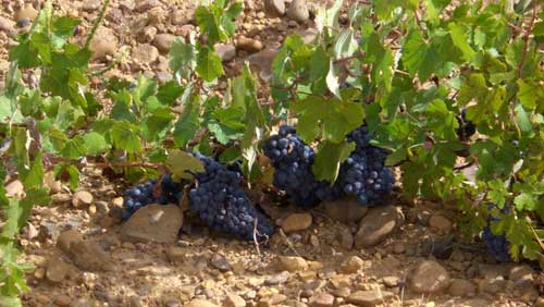 Tecnovino viñedo de vino Cumal de Bodega Dostares 