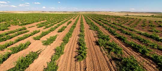 Tecnovino viñedo de vino Cumal de Bodega Dostares 