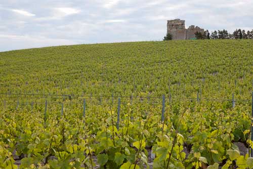 Tecnovino Bodega Miguel Domecq vinedo