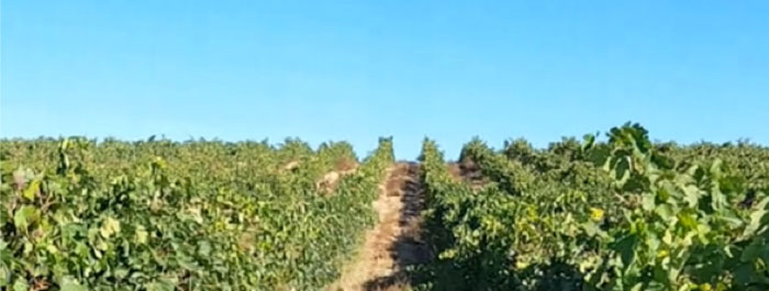 Tecnovino Grupo Marques de Caceres Finca La Capilla vinedo 1