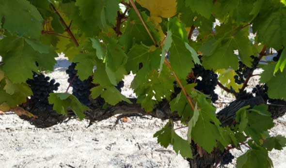 Tecnovino Grupo Marques de Caceres Finca La Capilla vinedo 2