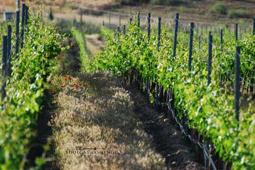 Tecnovino Bodegas Comenge cuidado del vinedo 2