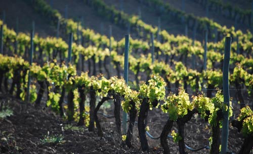 Tecnovino Bodegas Comenge cuidado del vinedo 3 detalle