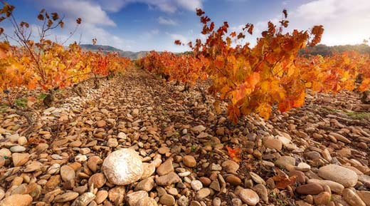 Tecnovino Finca Valpiedra vinedo