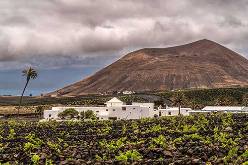 Tecnovino el grifo bodega