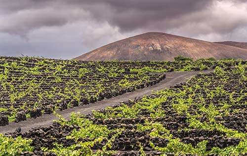 Tecnovino el grifo malvasia de cesar