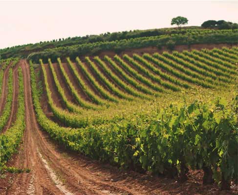 Tecnovino formacion en vitivinicultura Bodegas Riojanas 2