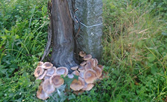 Tecnovino podredumbre blanca de las raices de la vid Pazo Senorans detalle