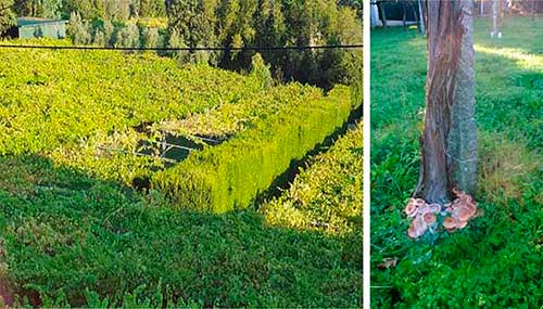 Tecnovino podredumbre blanca de las raices de la vid Pazo Senorans