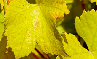 Tecnovino produccion mundial de vino OIV detalle