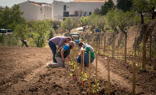 Tecnovino proyecto enologico de Masos