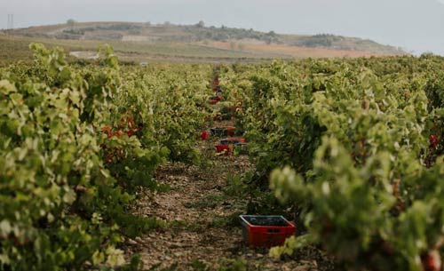 Tecnovino Bodegas Bilbainas cantidad y calidad de la uva vinedo 2 detalle