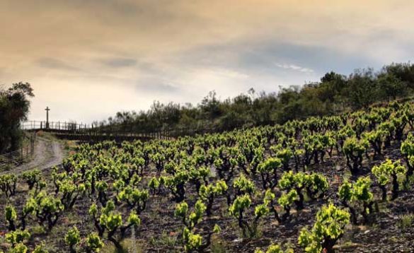 Tecnovino Bodegas Frontonio El Jardin de las Iguales