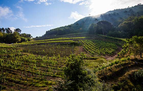 Tecnovino Alma Carraovejas Vina Mein