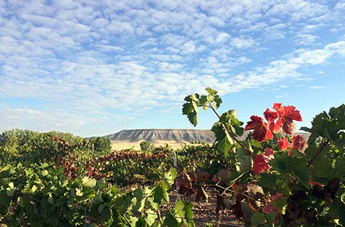 Tecnovino DOP Dehesa Peñalba Bodegas Vizar detalle