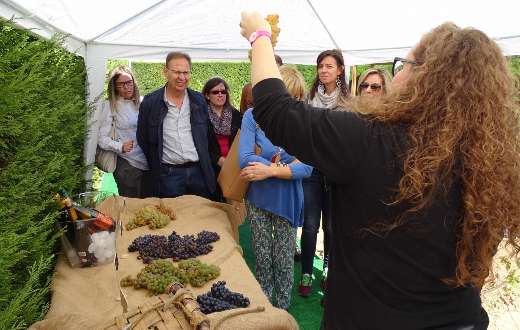 Tecnovino A por Uvas 2019