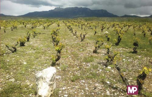 Tecnovino libro Tecnicas viticolas frente al cambio climatico detalle