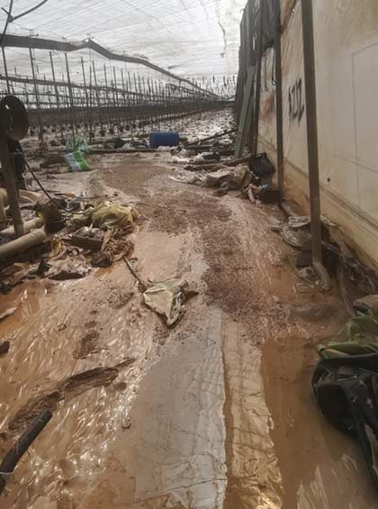 Tecnovino temporal de lluvias invernadero