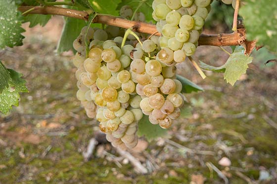 Tecnovino D O Ribera del Duero Albillo Mayor vinedo