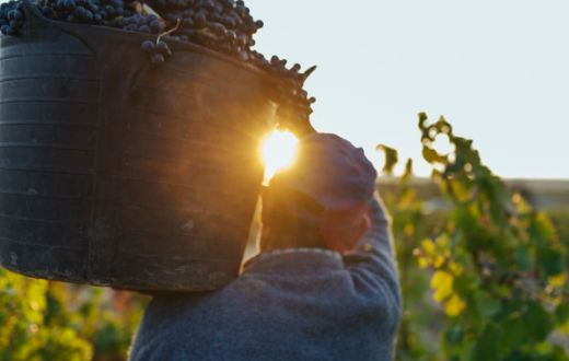 Tecnovino DOCa Rioja, Graciano y Mazuelo