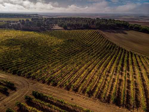 Tecnovino Castelo de Medina Fermentado en Barrica 2018