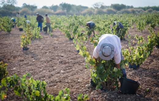 Tecnovino DOP Jumilla