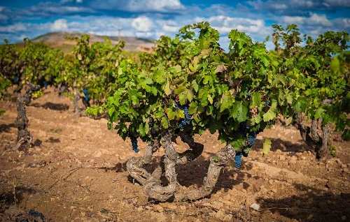 Tecnovino Ribera del Duero