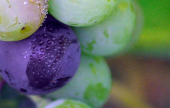 Tecnovino produccion de vino detalle de uvas