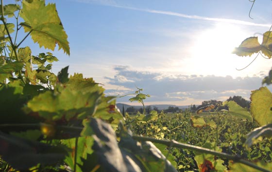 Tecnovino vinedo sostenible en España jornada OIVE PTV innovación vitivinícola