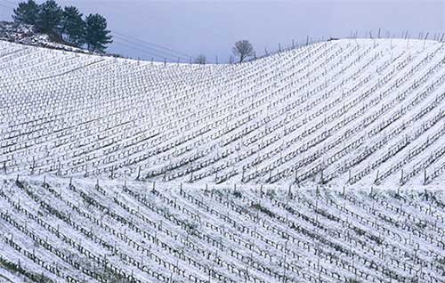 Tecnovino DO Bierzo paisaje