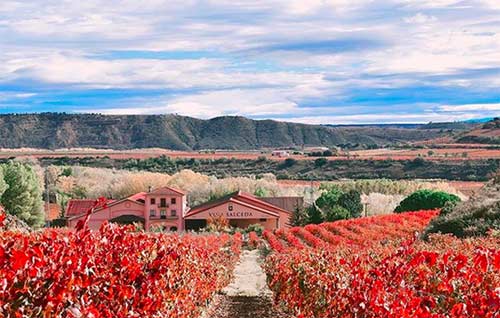 Tecnovino Vina Salceda bodega vinedo